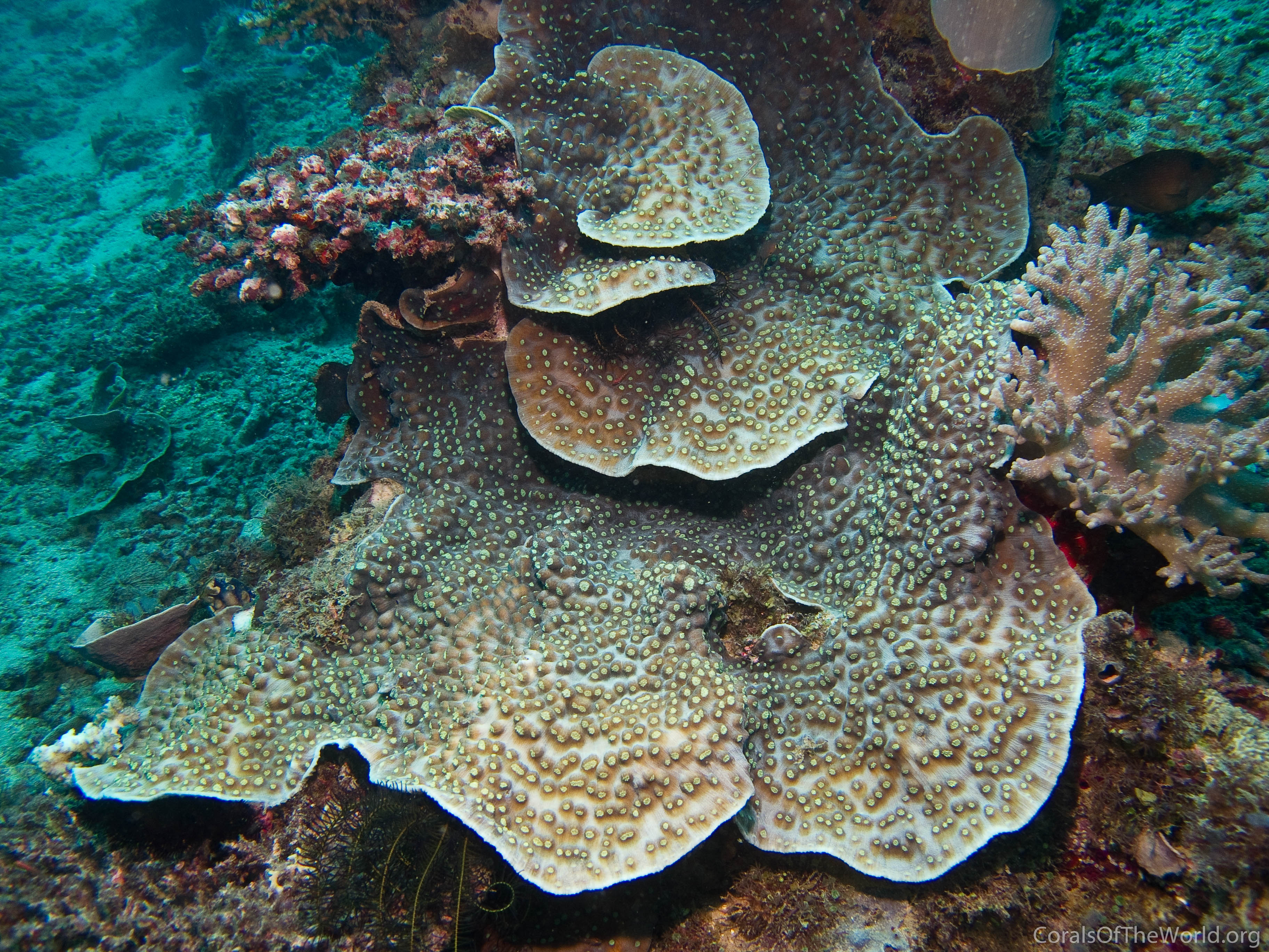 Mycedium robokaki foto di Corals of the world .org