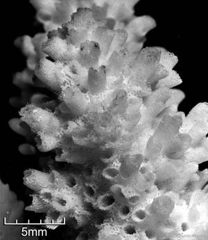 Corals of the World Corals of the World