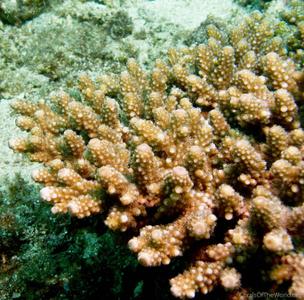 Corals of the World, Vol. 1, 2, 3 (in Slip Cover): Veron