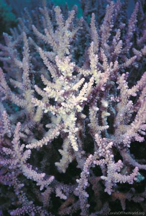 Corals of the World