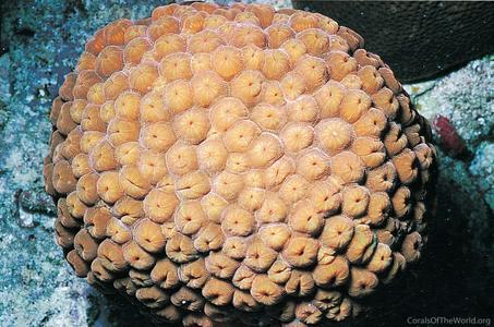 Picture of Montastraea cavernosa