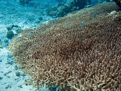 world of CORALS 洋書 the world of CORALS 洋書 the