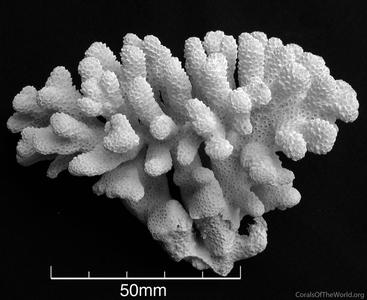 Corals of the World